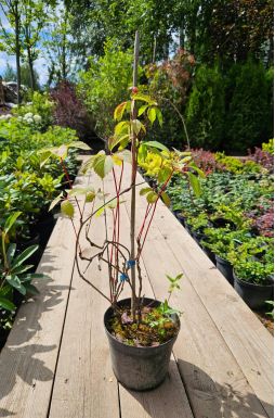 Виноград девичий