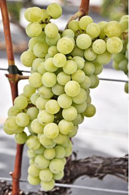 Виноград Иза Заливска (Iza Zaliwska)