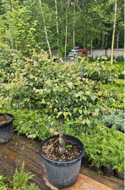 Липа мелколистная Грин Глобе (Green Globe)