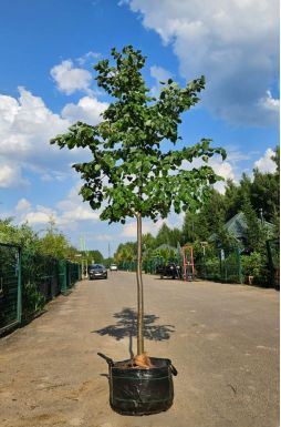 Липа мелколистная Гринспаер (Greenspire)