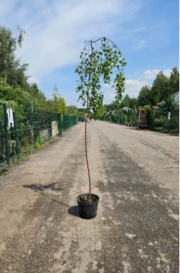 Береза Юнги (Youngii)