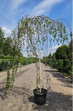 Береза Юнги (Youngii)